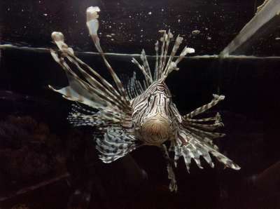狮子鱼 鱼 水族馆 水 海 自然 海洋 动物 水生 有毒