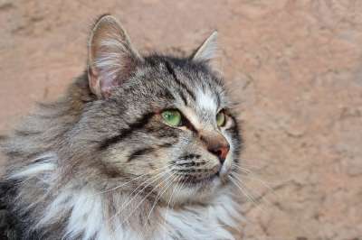动物 猫 可爱 哺乳动物 毛皮