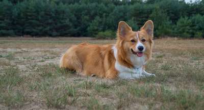 韦尔施科尔吉 柯基犬 宠物 狗 动物 小狗