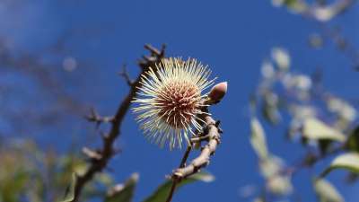 针垫Hakea 花 球形 花序 红色的 奶油 花蕾 Kodjet