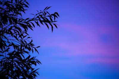 背景 枝杈 黄昏 晚上 叶子 树叶 自然 图案 蓝色的 轮廓