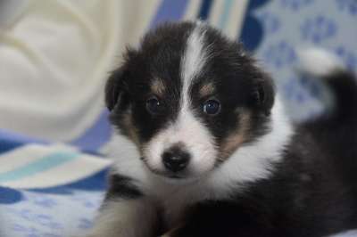 狗 小狗的设得兰群岛牧羊犬 宝贝狗 狗纯净的品种 设得兰群岛牧羊犬纯种