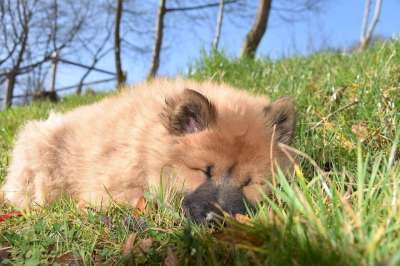 狗 小狗 年轻的狗 狗睡觉 Eurasier 年轻的狗Eurasier