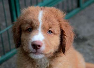 新斯科舍鸭收费猎犬 狗 小狗 宠物 动物 收银员 年轻的狗 国内的