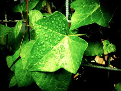 叶子 藤蔓 攀爬植物 常春藤 Clamberer 爬行者 绿色