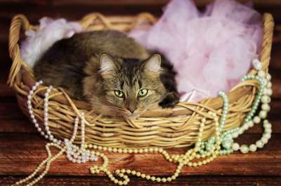 猫 毛皮 篮子 动物 宠物 可爱的 小猫 国内的 猫科动物