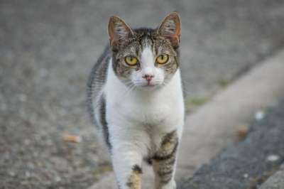 猫 街道 重点 户外的 路 交通 运输 肖像 看 脸 可爱的