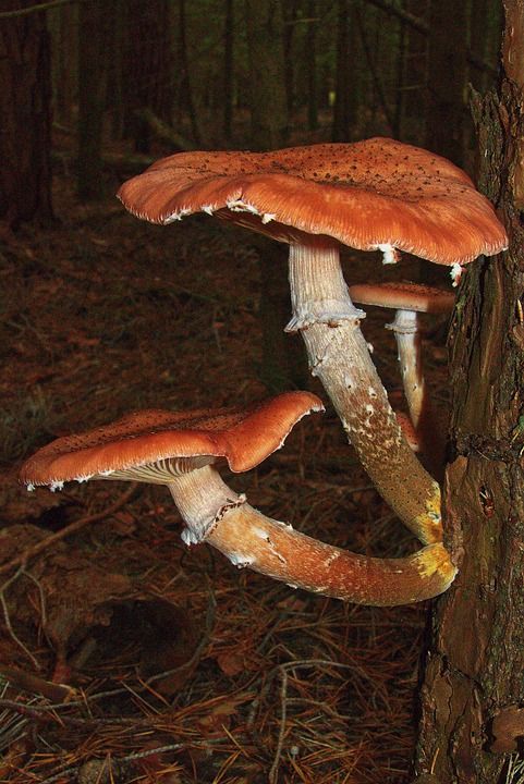 蘑菇 光盘真菌 子实体 寄生虫 板条 森林 苔藓 秋天的太阳