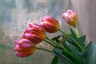 郁金香 百合 春天 自然 花 切花 开花 植物 植物群 红色的