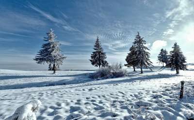 冬天 景观 雪 自然 地平线 寒冷的 树 场 冬天风景