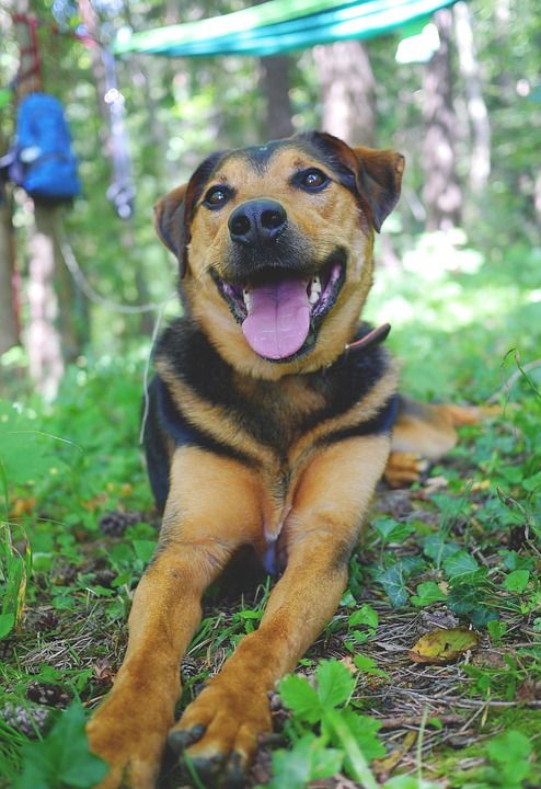 狗 杂交种 混种狗 动物 家畜 棕色的 毛皮 同志 牧羊犬