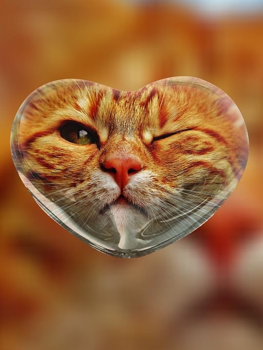 猫 眨眼 乐趣 心 毛皮 动物 红色的 可爱的 家畜