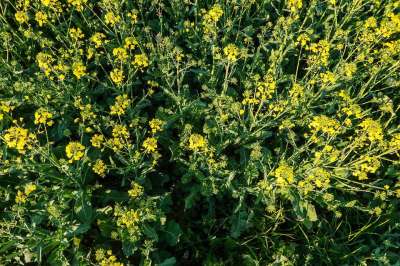 花 黄色 干 芊芊 性质 工厂 花园 植物群 在弹簧 花瓣