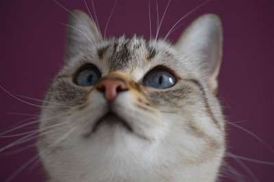 猫 看 眼睛 蓝色的 可爱 小胡子