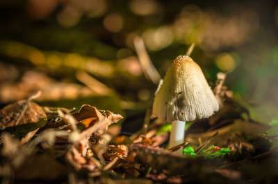 蘑菇 森林 宏 自然 苔藓 发现 关闭 森林地面 森林蘑菇