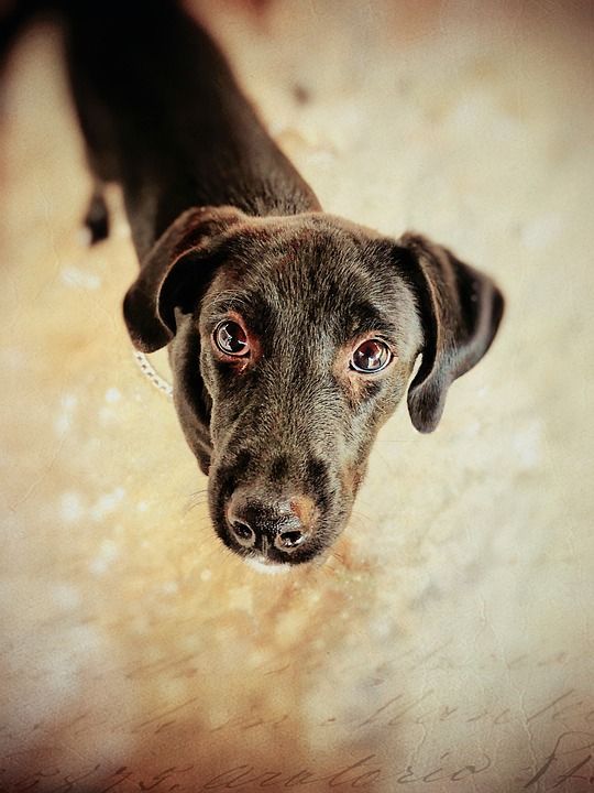狗 可爱的 动物 宠物 犬类 棕色的狗