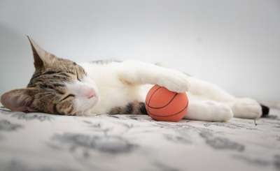猫 动物 宠物 可爱的 国内的 灰色的宠物