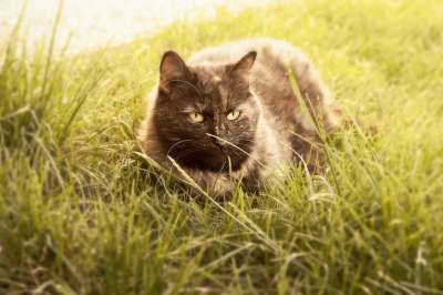 宿醉 享受阳光 家猫 动物 家畜 猫 可爱的 草地 花园 轻松