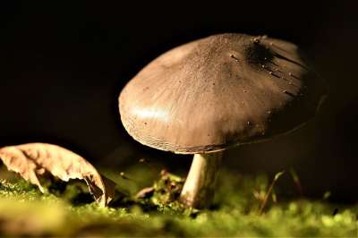 蘑菇 宏 自然 苔藓 树干 落下 棕色的 森林 关闭 秋天的