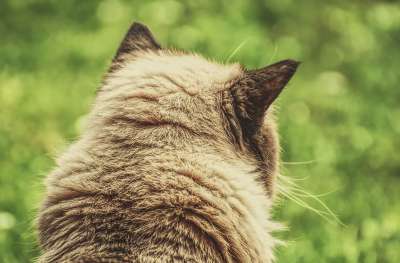 猫 英国短毛猫 家猫 可爱的 家畜 纯种 品种猫 毛皮 花园