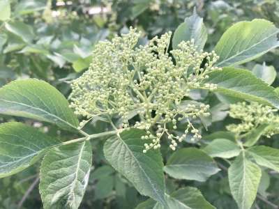 开花 接骨木 黑色在绽放 工厂 春天 绿色 植物群 自然
