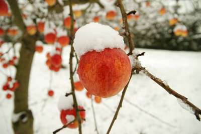 苹果 冬天 雪 霜 寒冷的 下雪了 苹果树 分行 白色的