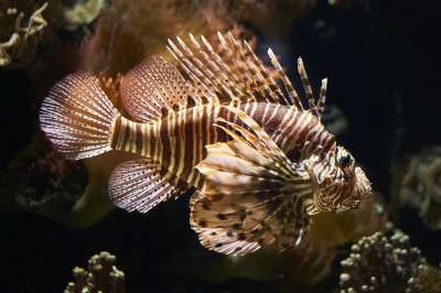 狮子 鱼 水族馆 海 海底 水下 动物 野生动物 自然 特写