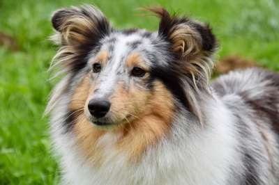 设得兰群岛牧羊犬 狗 动物 宠物 家犬 犬类 哺乳动物 高野