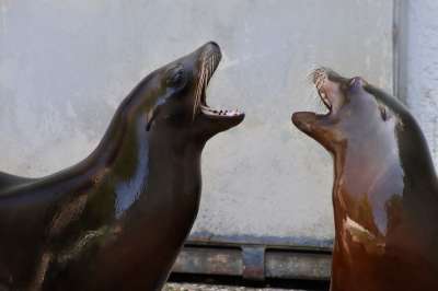 海狮 欢迎 游戏 动物园 伍珀塔尔 水 动物 哺乳动物 水生生物