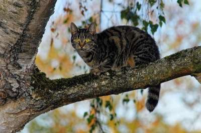 猫 树 科 天堂 气氛 神秘 迷人的 女性 神奇 动物摄影