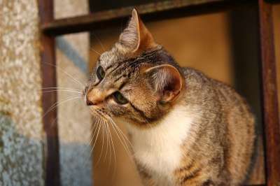 猫 鲭鱼 劳尔 游戏 家猫 年轻的猫 小猫 虎猫