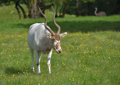 羚羊 Addax 喇叭 动物 绿色