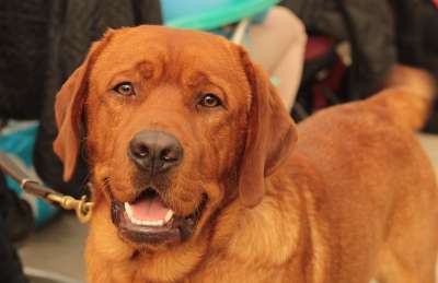Dogshow 狗 猎犬 宠物 Vosserood 红色 肖像