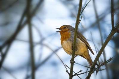 知更鸟 Erithacus Rubecula 红色的乳房 鸟 花园鸟
