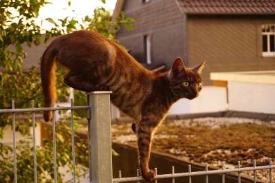 猫 平衡 家畜 栅栏