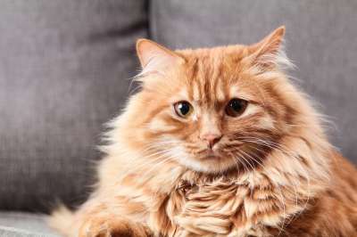 动物 猫 可爱 哺乳动物 肖像 宠物 提高 坐 睫毛 毛皮