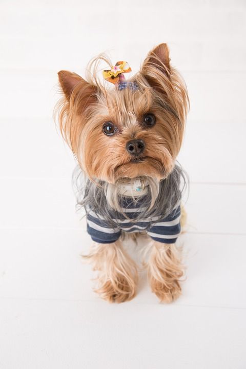 约克 狗 宠物 约克郡 约克夏犬 可爱的 小狗 动物 犬类