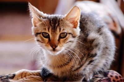 猫 小猫 可爱的 家畜 动物 家猫 捕食者 幼兽 宿醉