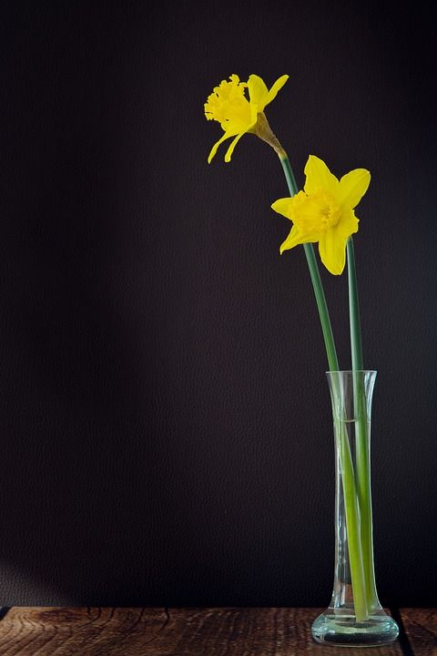 水仙花 黄色 开花 花 黄色花 春天的花朵 切花 花瓶 关闭