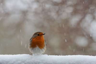 罗克尔兴 冬天 雪 自然 鸟 霜