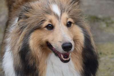 狗 母狗 年轻的狗 狗的设得兰群岛牧羊犬 鳄鱼的白色狗 狗肖像