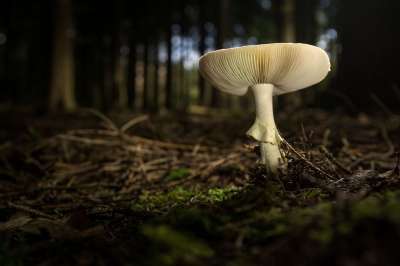 蘑菇 森林 毒菌 自然 落下 有毒 森林地面 红色的 苔藓 宏