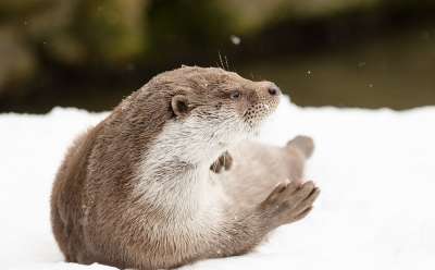 獭 冬天 雪 寒冷的 动物园 下雪的 放松 毛皮