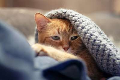猫 红猫 小猫 可爱 毛皮 梦 眼睛 美容 动物