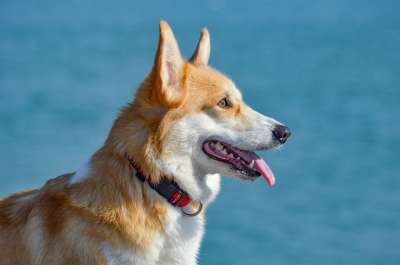 柯基犬 肖像 甜的 脸 夏天 水 海 狗 宠物 动物 可爱的