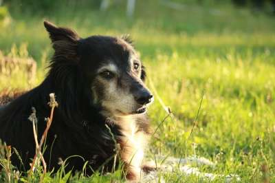 狗 边境牧羊犬 边境 牧羊犬 英国牧羊犬 家畜 纯种狗