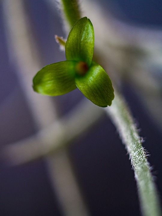 多汁的 盛开 小的 绿色 房间 工厂 植物群 特写 开花 自然