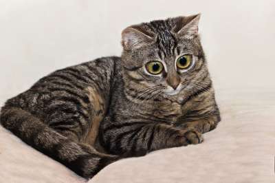 猫 家猫 眼睛 大 家畜 动物 猫眼 猫脸 鲭鱼 野生动物