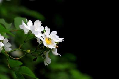 花 大自然 植物 坚持下的花 春天 白色的花 野花 场地 韩国花