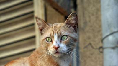 猫 动物 猫眼 可爱的猫咪 肖像